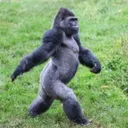 captainstinky's avatar