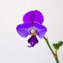 hisviolet's avatar