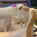 moonieblossoms20's avatar